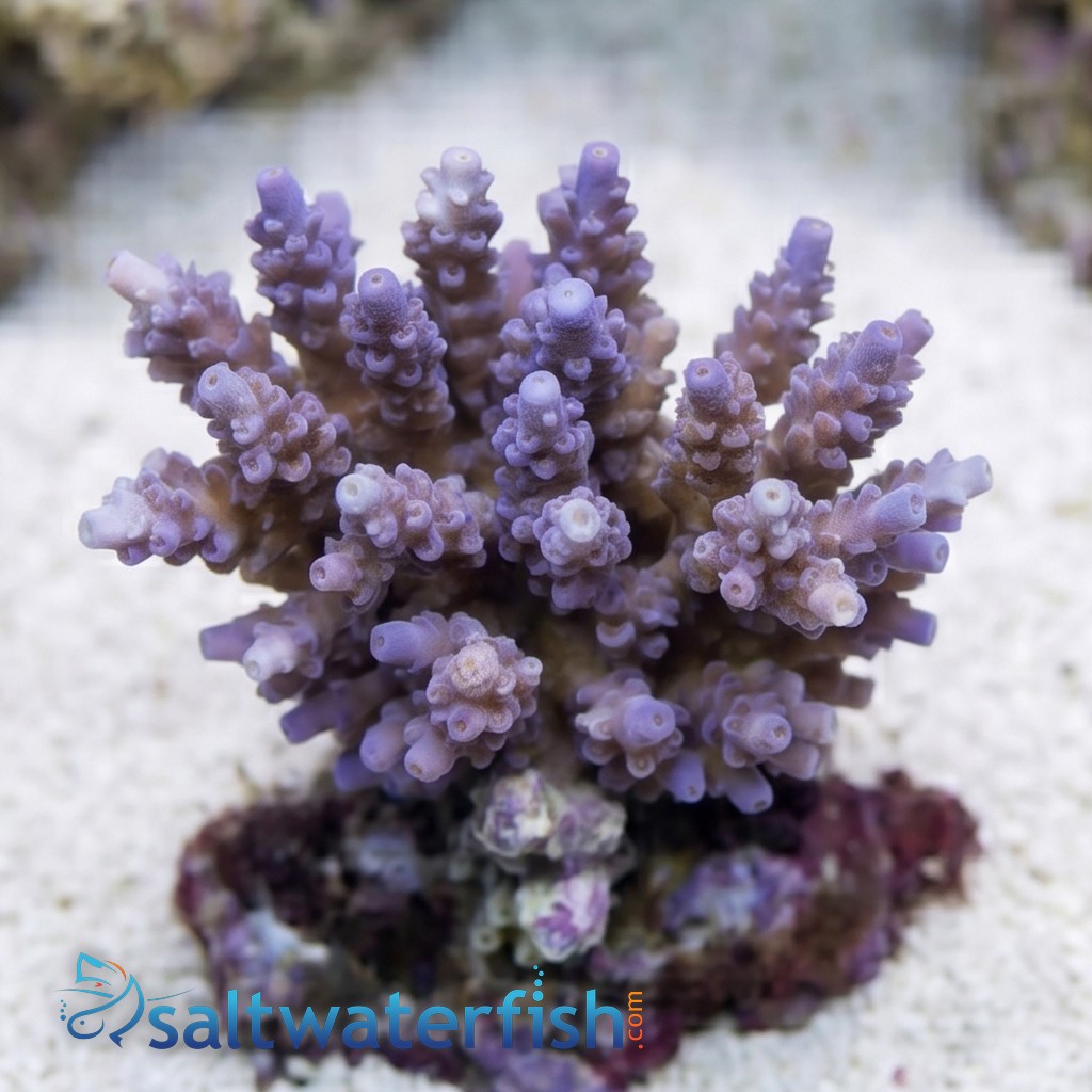 Acropora Tenius Coral : Blueberry - Aquacultured