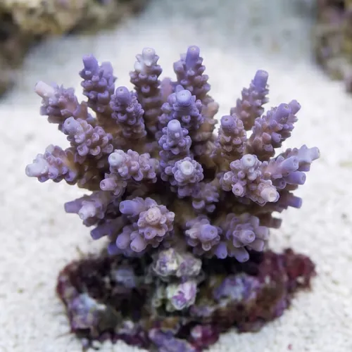 Acropora Tenius Coral : Blueberry - Aquacultured