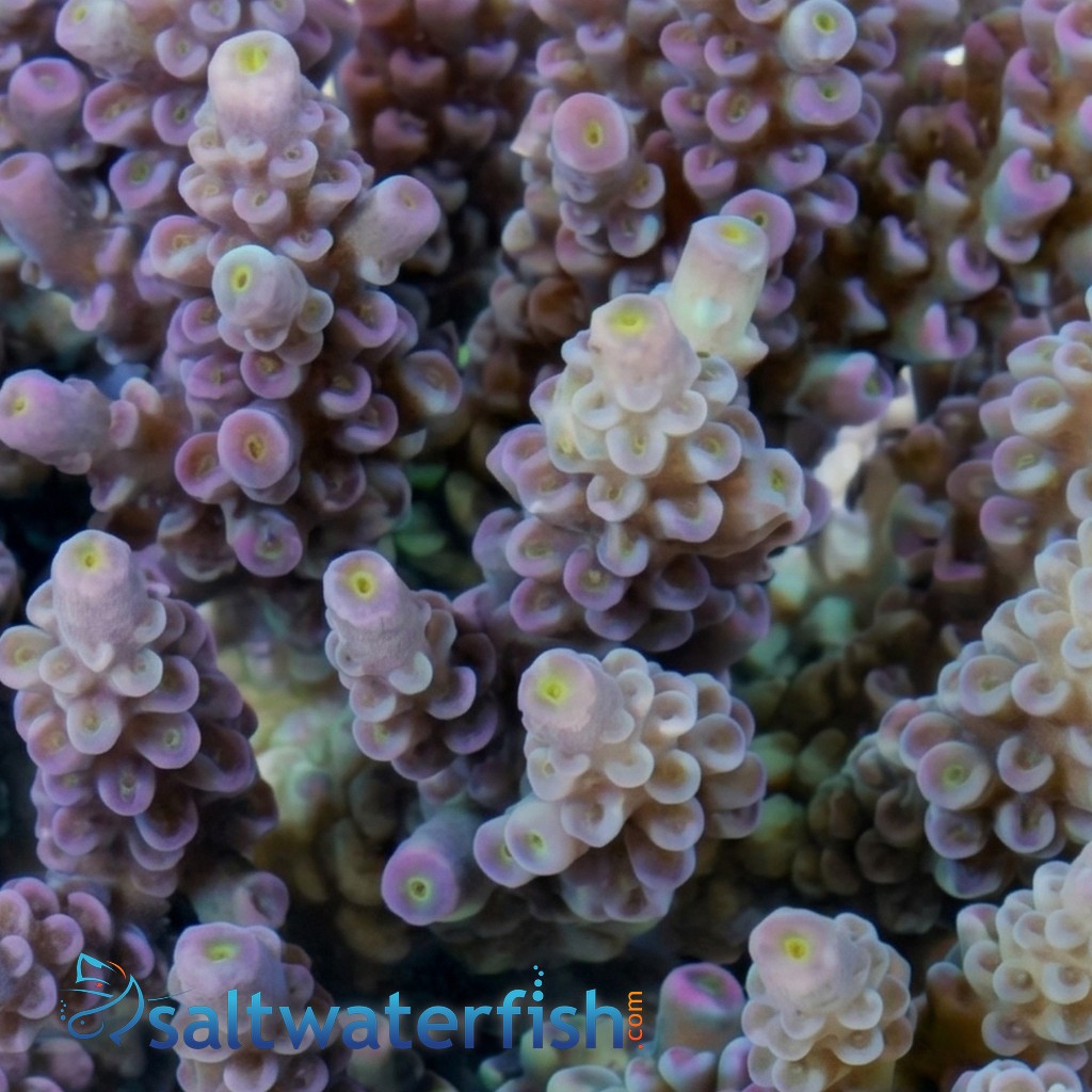 Acropora Tenius Coral - Aquacultured