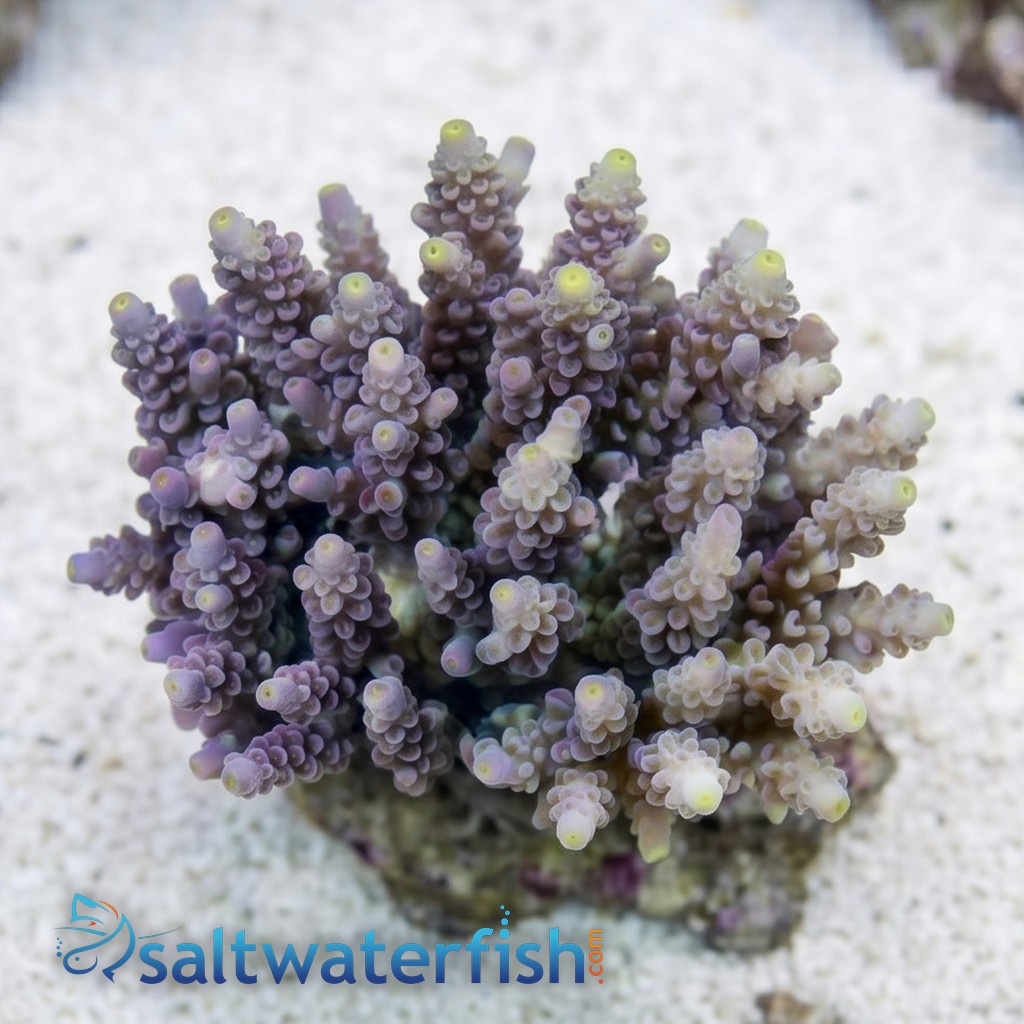 Acropora Tenius Coral - Aquacultured