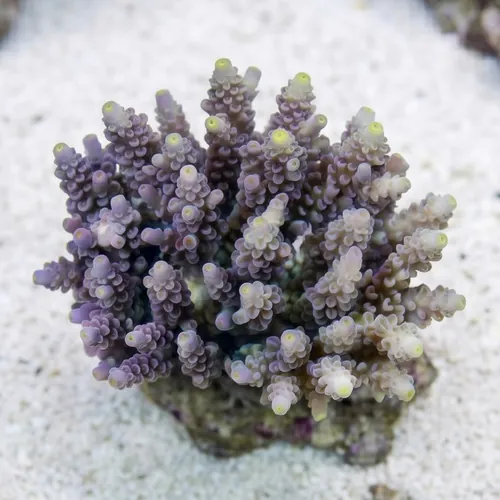 Acropora Tenius Coral - Aquacultured