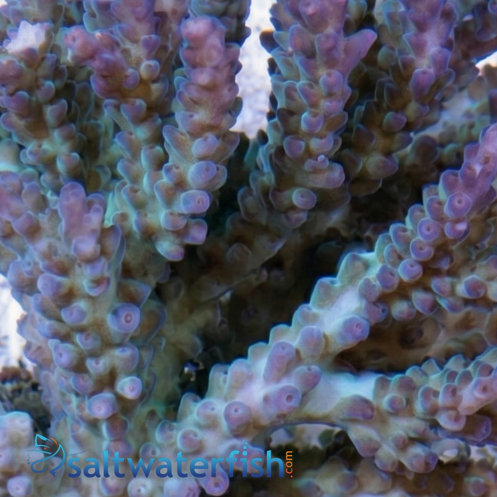 Acropora Valida Coral : Green w/ Purple Corallites
