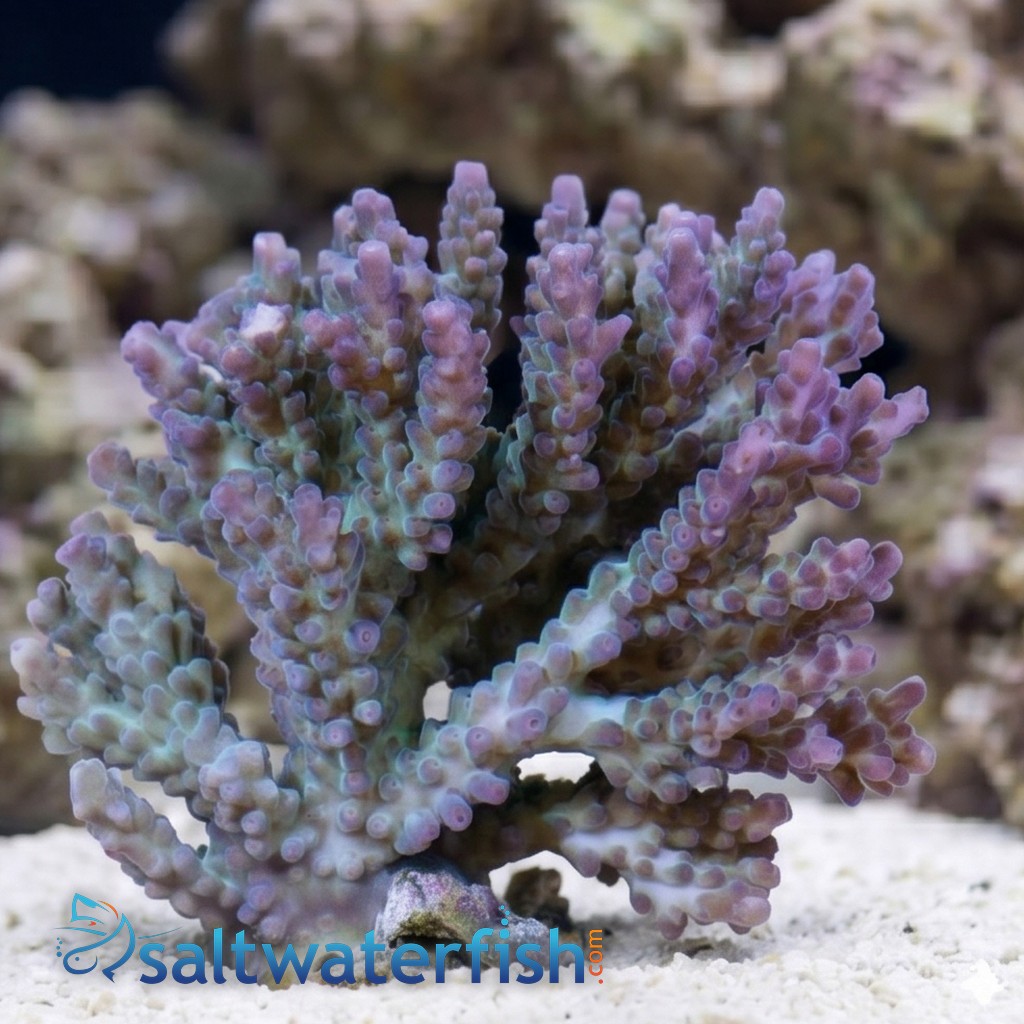 Acropora Valida Coral : Green w/ Purple Corallites