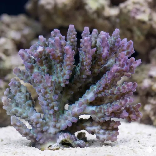 Acropora Valida Coral : Green w/ Purple Corallites