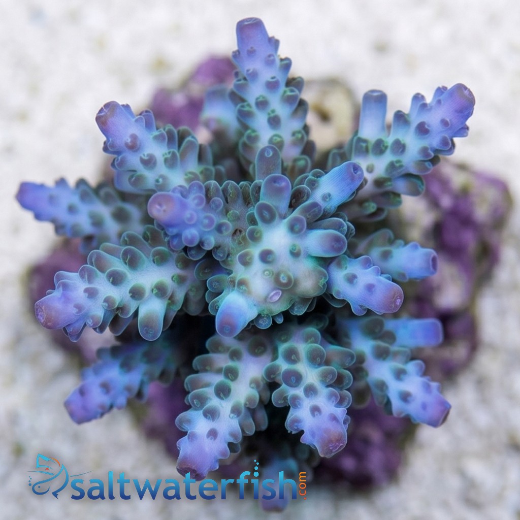 Acropora Yongei Green/Blue Coral - Aquacultured