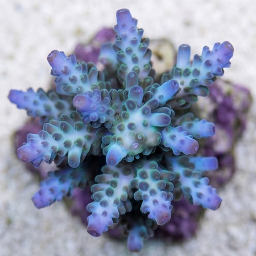 Acropora Yongei Green/Blue Coral - Aquacultured