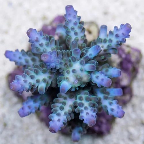 Acropora Yongei Green/Blue Coral - Aquacultured
