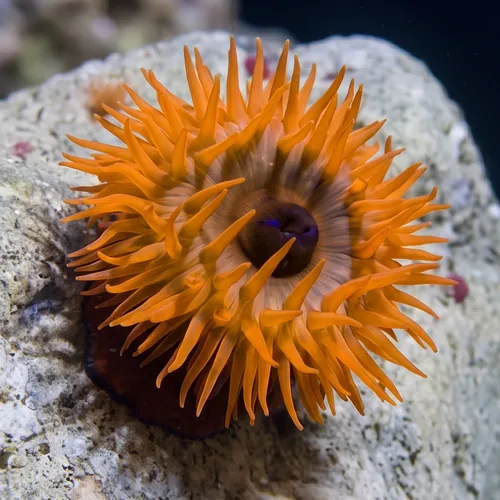 Beadlet Anemone - Africa