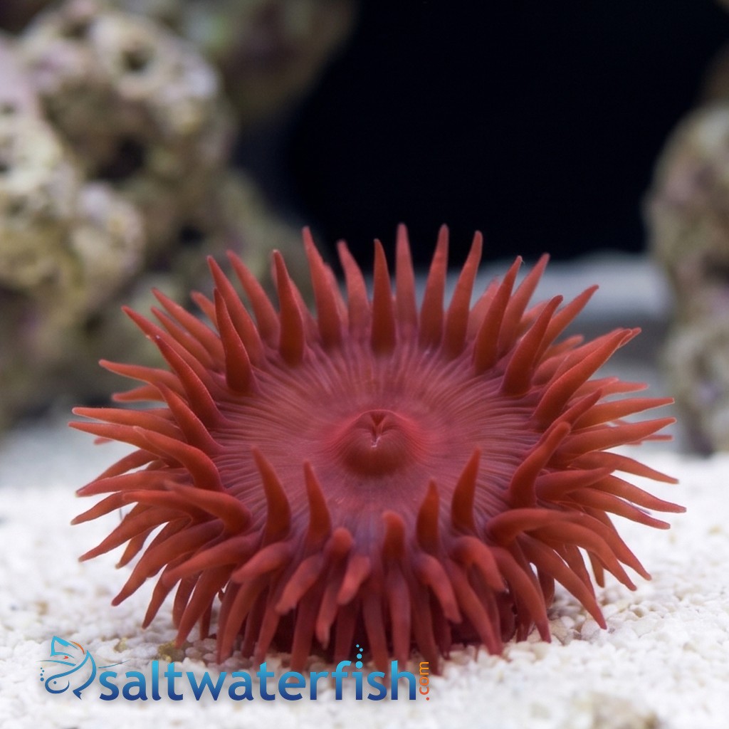 Beadlet Anemone: Red