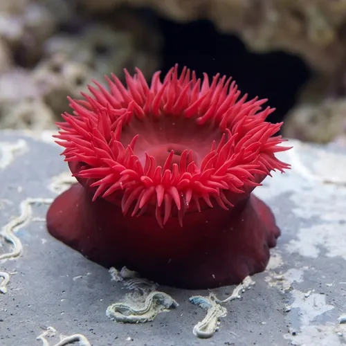 Beadlet Anemone: Red