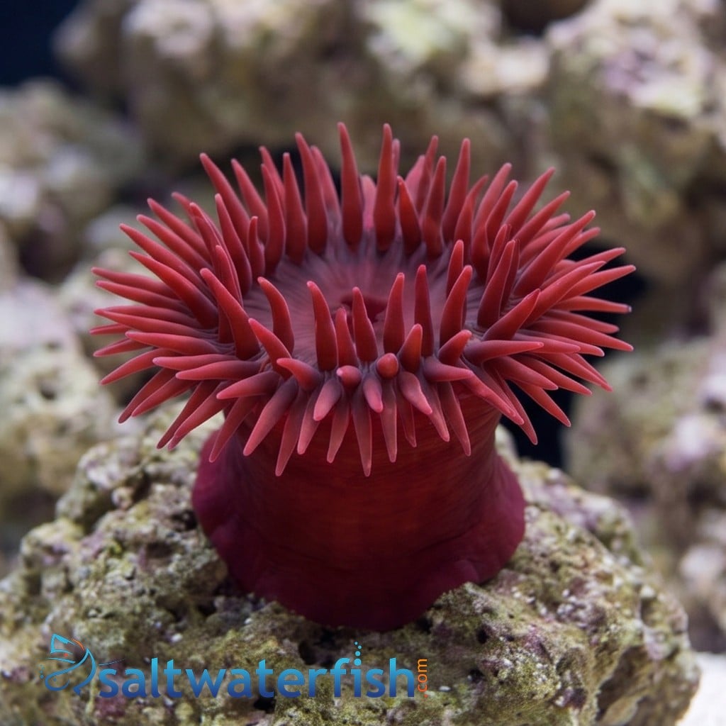 Waratah Anemone: Flower Red