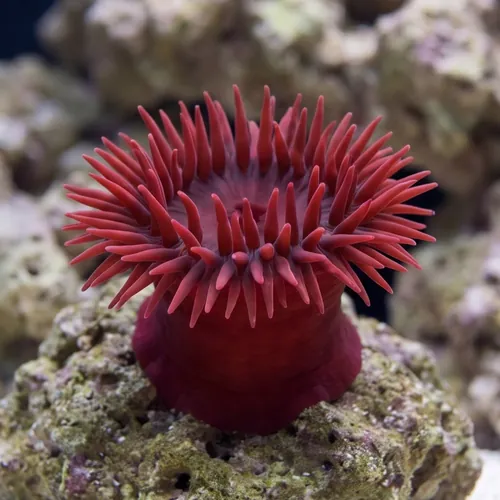 Waratah Anemone: Flower Red
