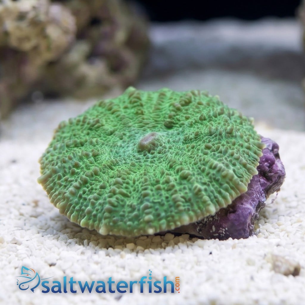 Mushroom Coral: "Aussie Green" - Australia
