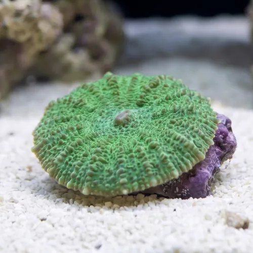 Mushroom Coral: "Aussie Green" - Australia