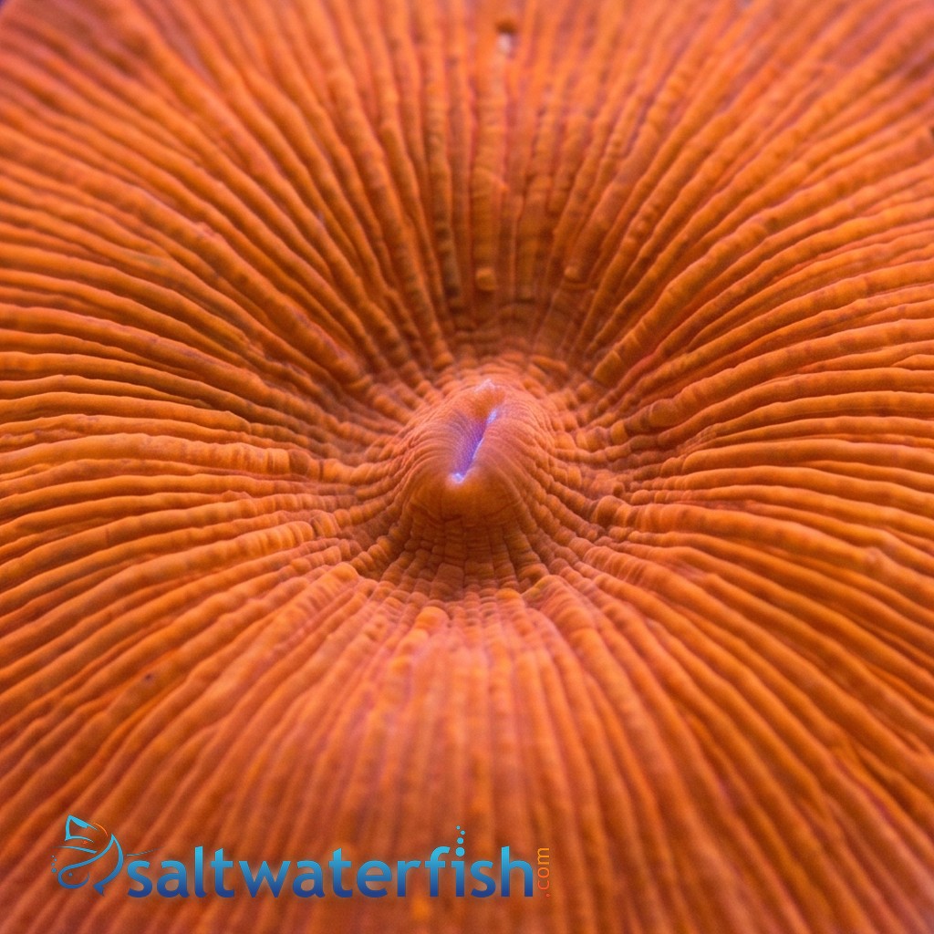 Mushroom Coral: Red Spot/ Stripe - Australia