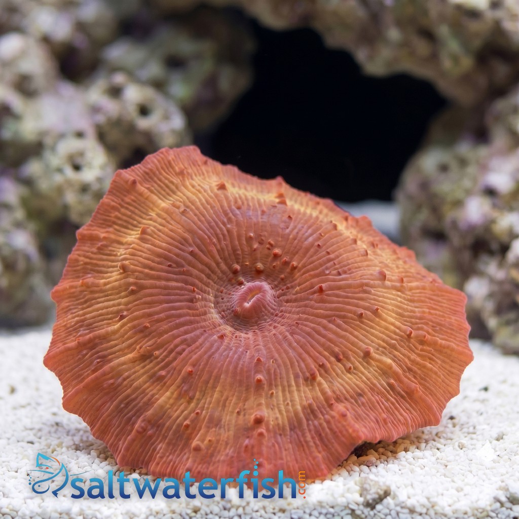Mushroom Coral: Red Spot/ Stripe - Australia