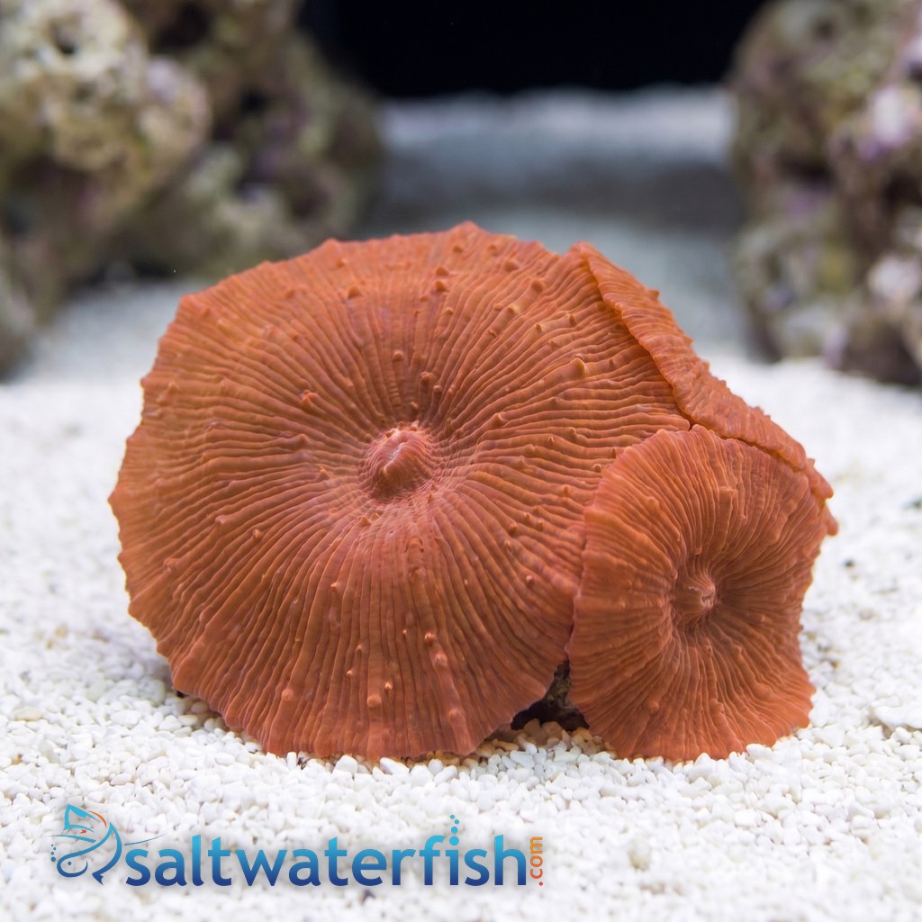Mushroom Coral: Red Spot/ Stripe - Australia