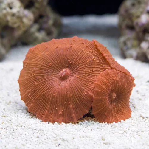 Mushroom Coral: Red Spot/ Stripe - Australia