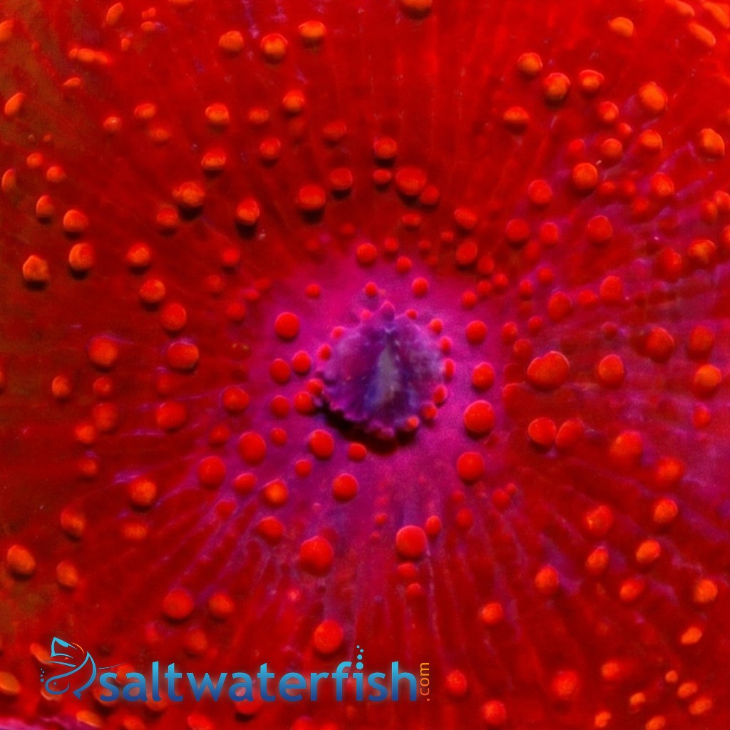 Mushroom Coral: Super Red - Australia