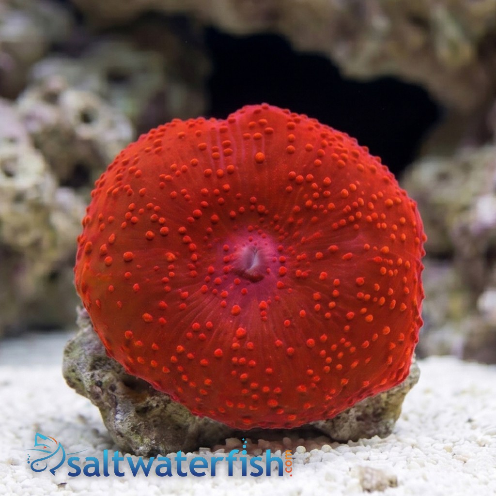 Mushroom Coral: Super Red - Australia