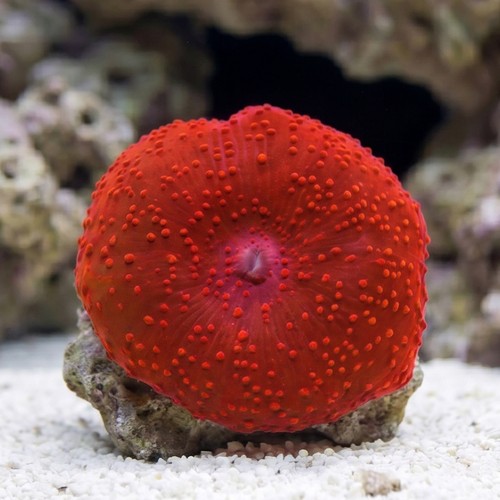 Mushroom Coral: Super Red - Australia