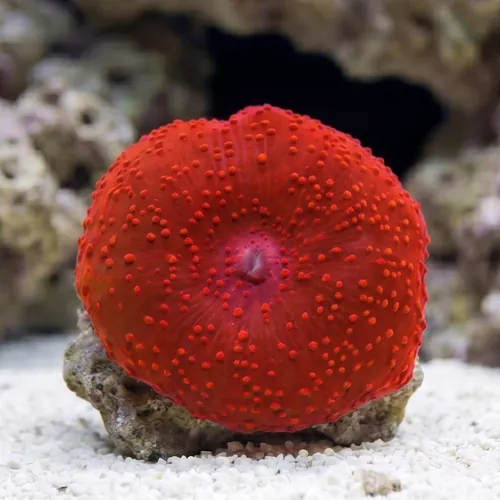 Mushroom Coral: Super Red - Australia