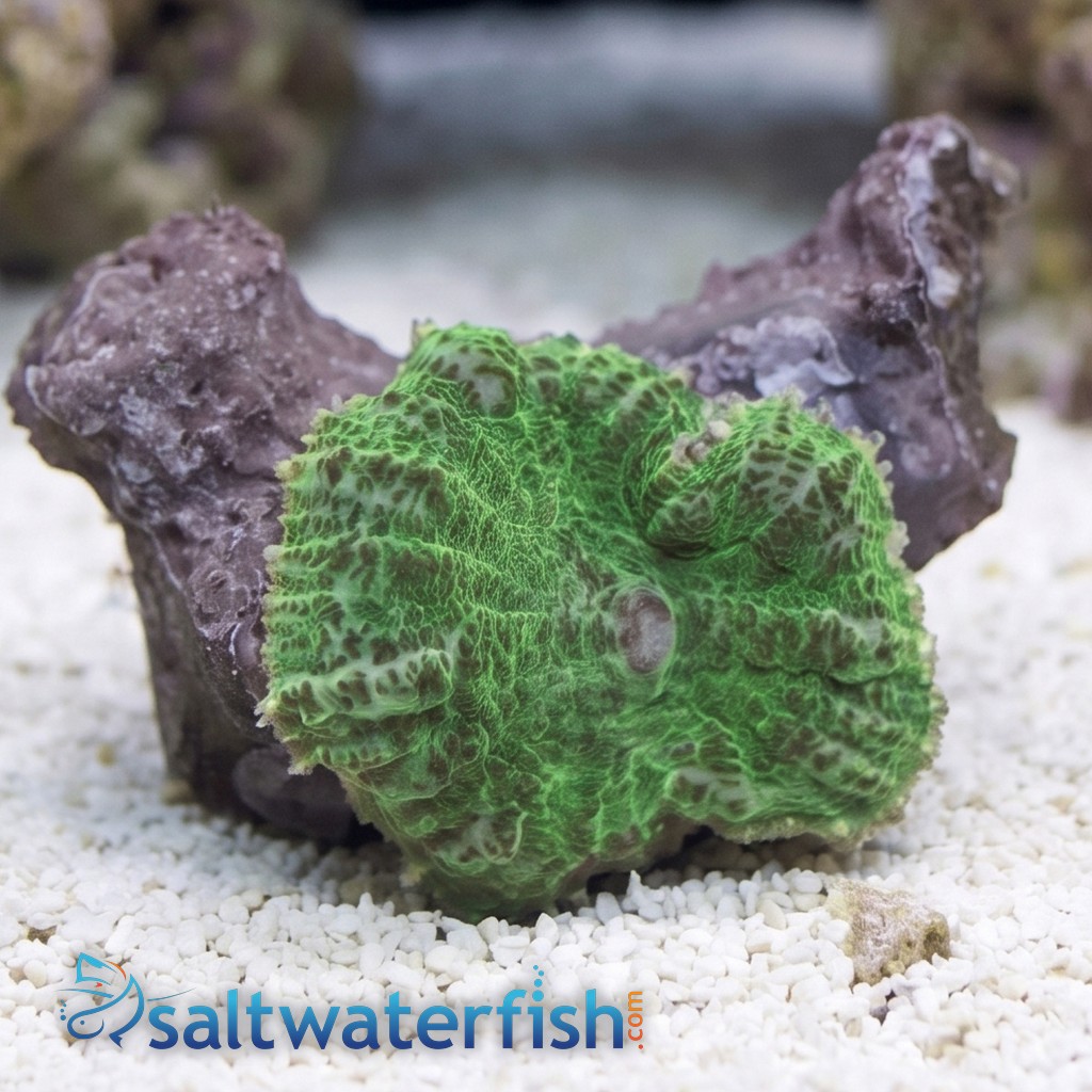 Mushroom Coral: Green - Central Pacific
