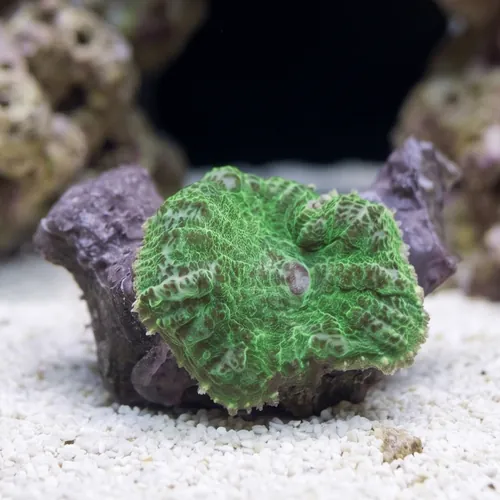 Mushroom Coral: Green - Central Pacific