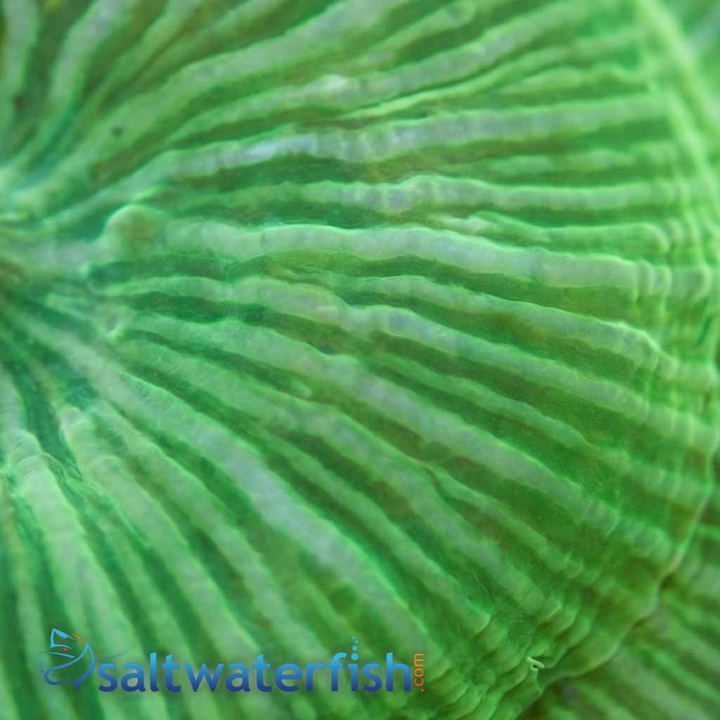 Mushroom Coral: Fluorescent Green