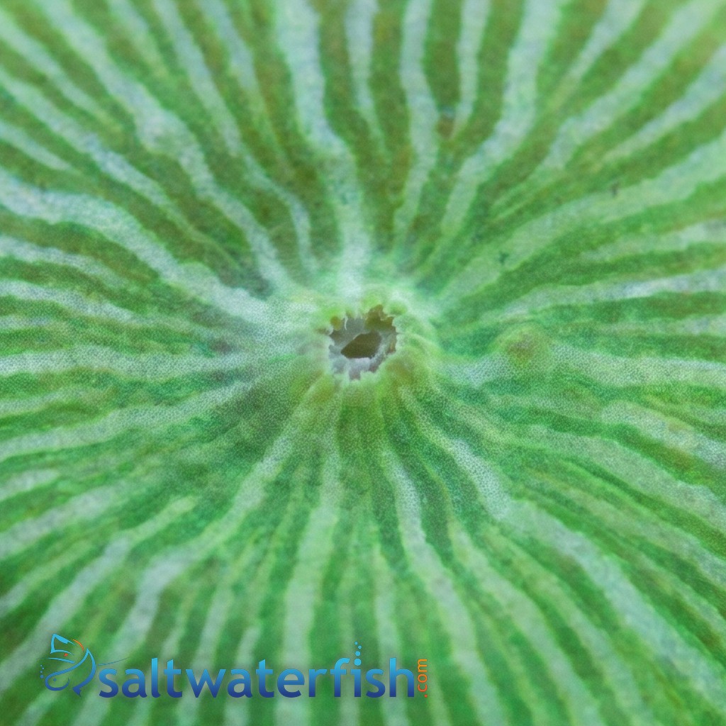 Mushroom Coral: Fluorescent Green