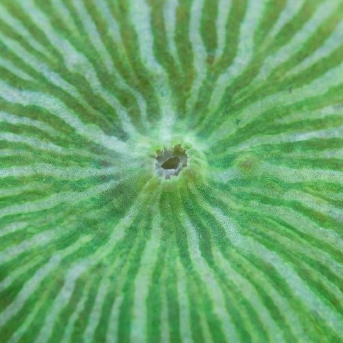 Mushroom Coral: Fluorescent Green