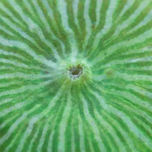 Mushroom Coral: Fluorescent Green