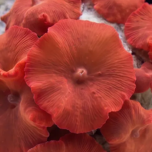 Mushroom Coral: Red