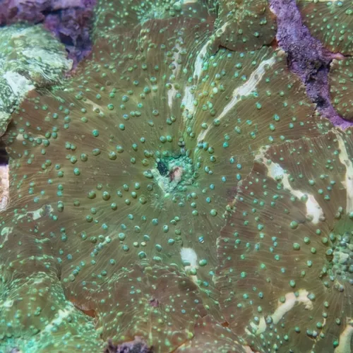 Mushroom Coral: Striped Green - Australia