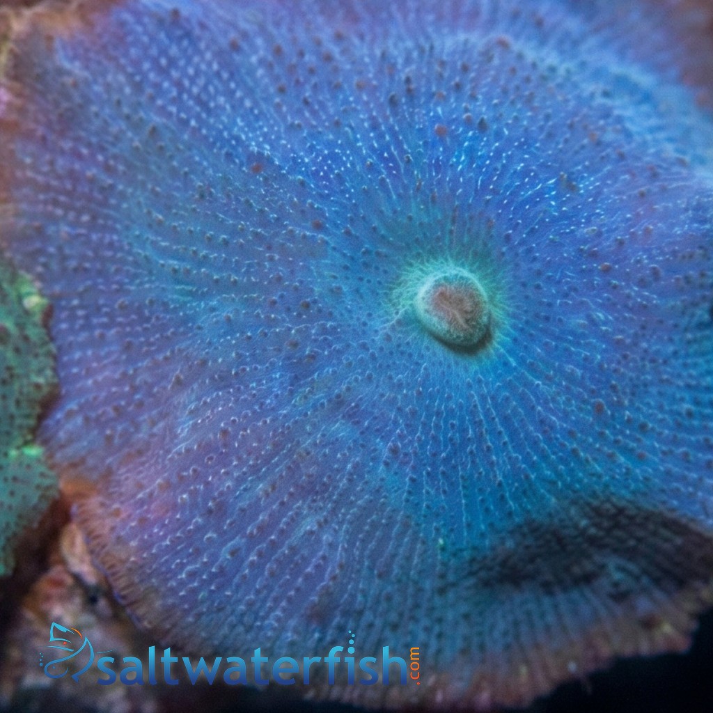 Mushroom Coral: Blue/ Green/ Violet - Aquacultured
