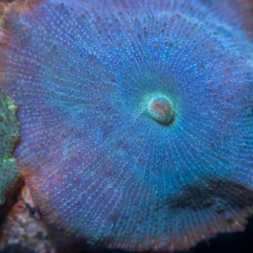Mushroom Coral: Blue/ Green/ Violet - Aquacultured