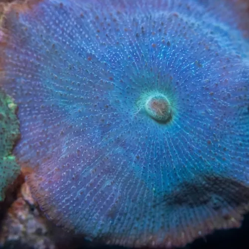 Mushroom Coral: Blue/ Green/ Violet - Aquacultured