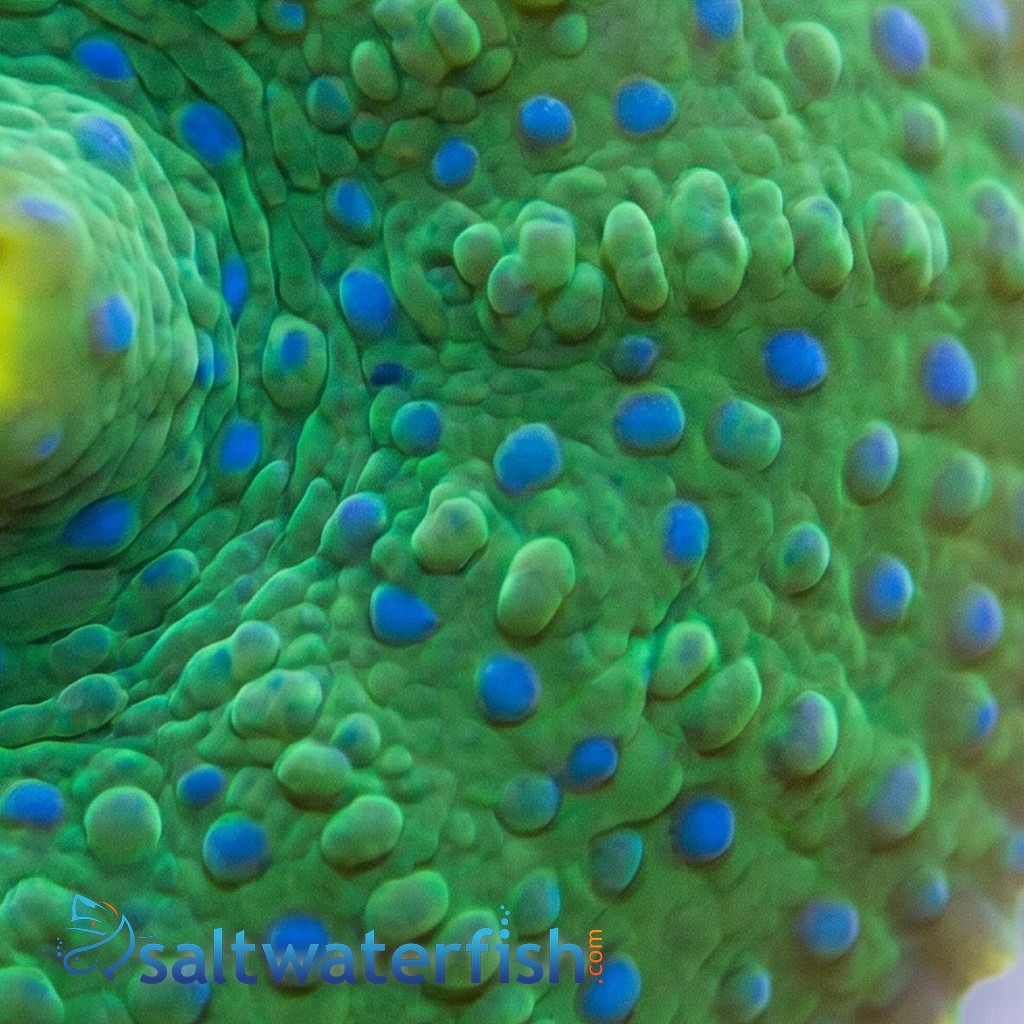 Mushroom Coral: Blue Spotted - Aquacultured