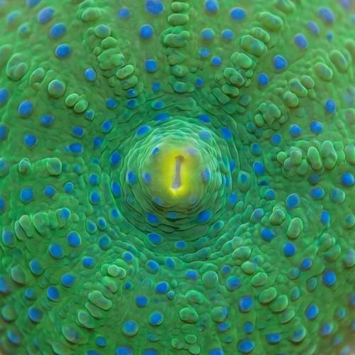 Mushroom Coral: Blue Spotted - Aquacultured