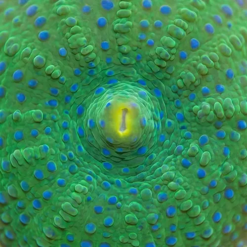 Mushroom Coral: Blue Spotted - Aquacultured