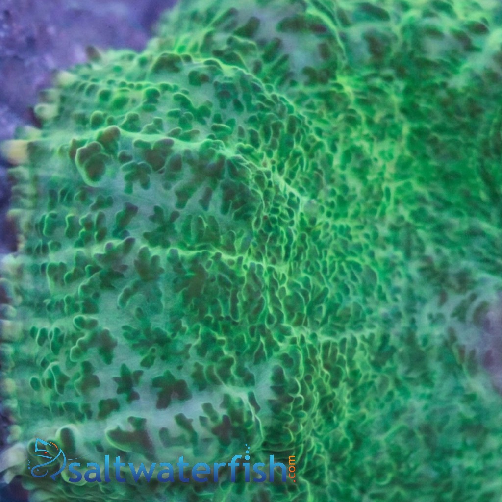 Mushroom Coral: Green - Aquacultured