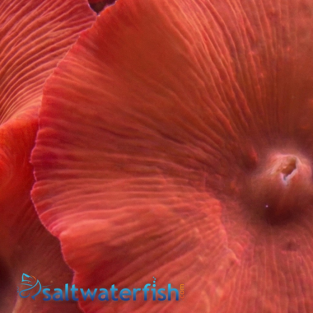Mushroom Coral: Red - Aquacultured