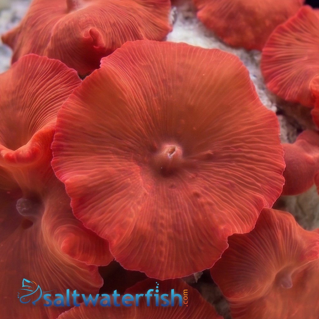Mushroom Coral: Red - Aquacultured