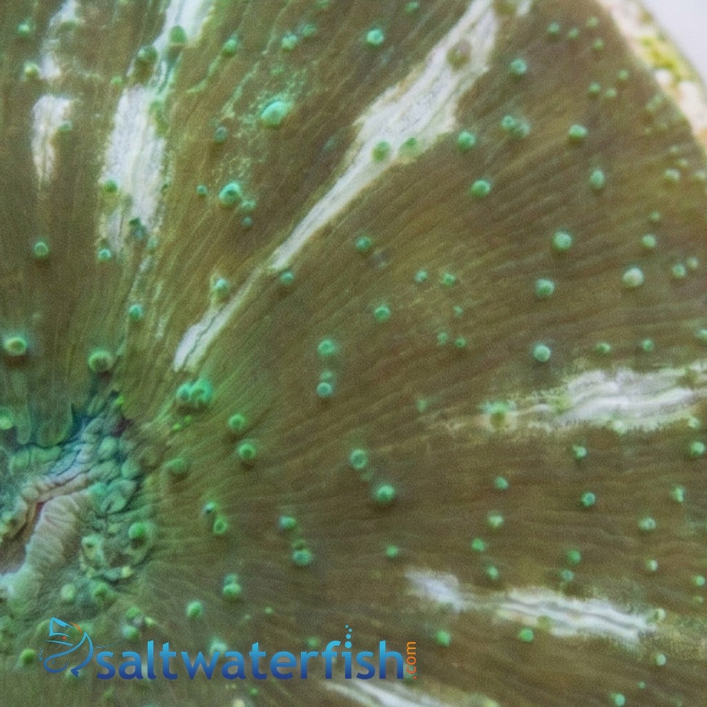 Mushroom Coral: Striped Green - Aquacultured