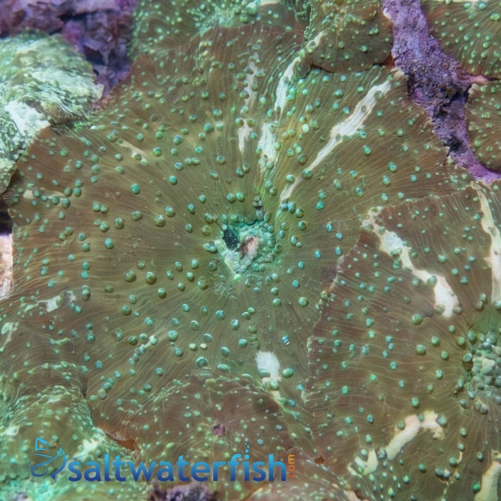 Mushroom Coral: Striped Green - Aquacultured