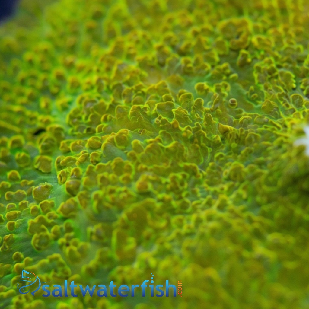 Mushroom Coral: Green w/ Red Spots