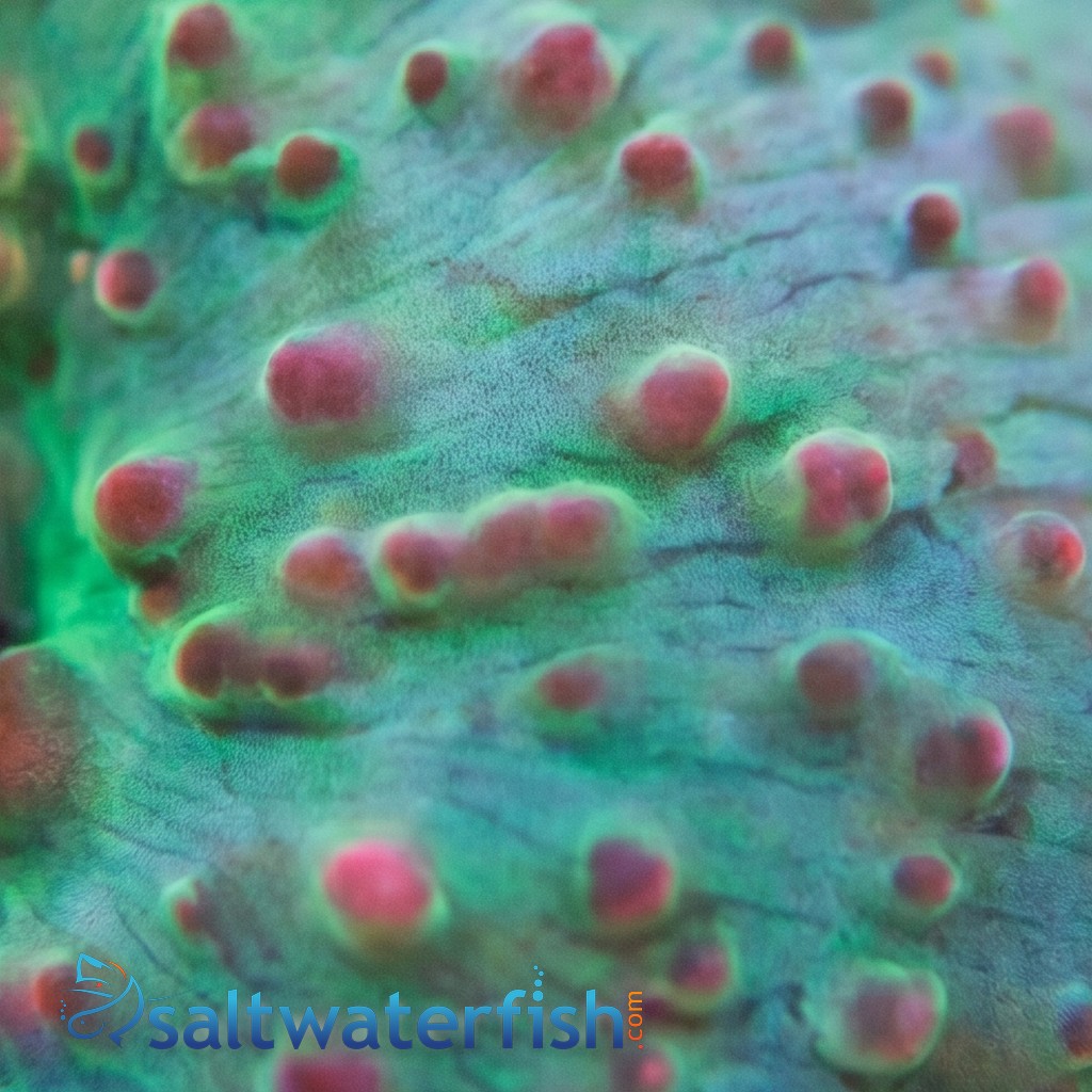 Mushroom Coral: Green w/ Red Spots