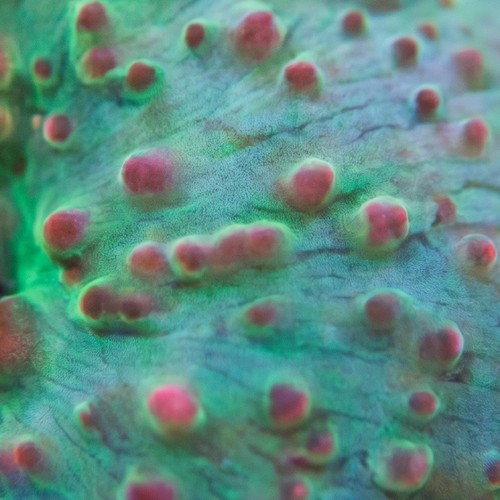 Mushroom Coral: Green w/ Red Spots