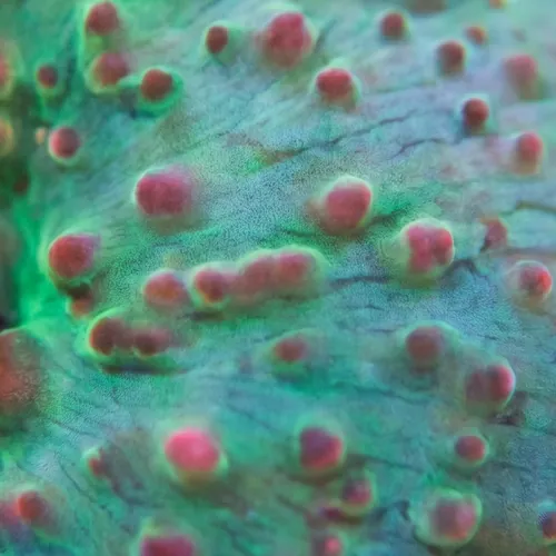 Mushroom Coral: Green w/ Red Spots