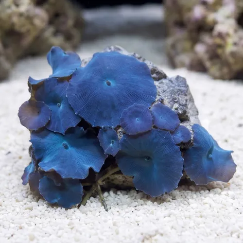 Mushroom Coral: Australian Blue - Aquacultured